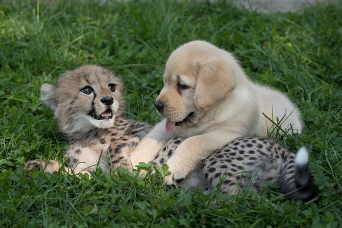 ghepardul si cainele prieteni la gradina zoologica