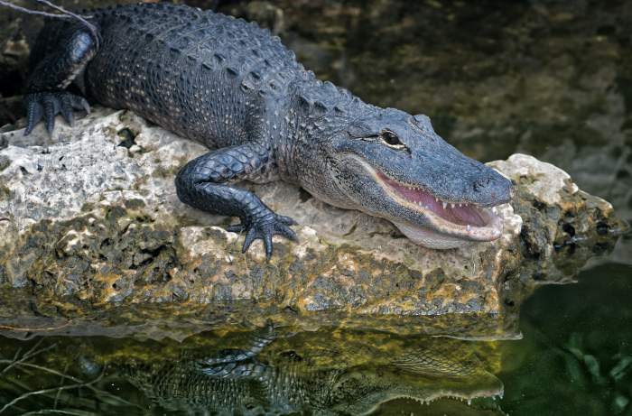 paradoxul crocodilului