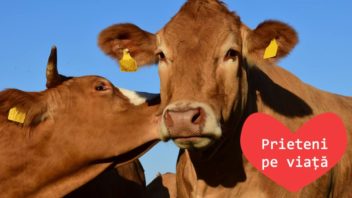 Este adevărat că și vacile au cel mai bun prieten?
