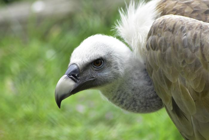 vulture pleșuv are un simț al mirosului bine dezvoltat