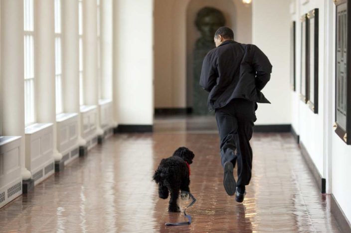 Barack Obama și Câinele de apă portughez al lui pe nume Bo aleargă în interiorul casei albe