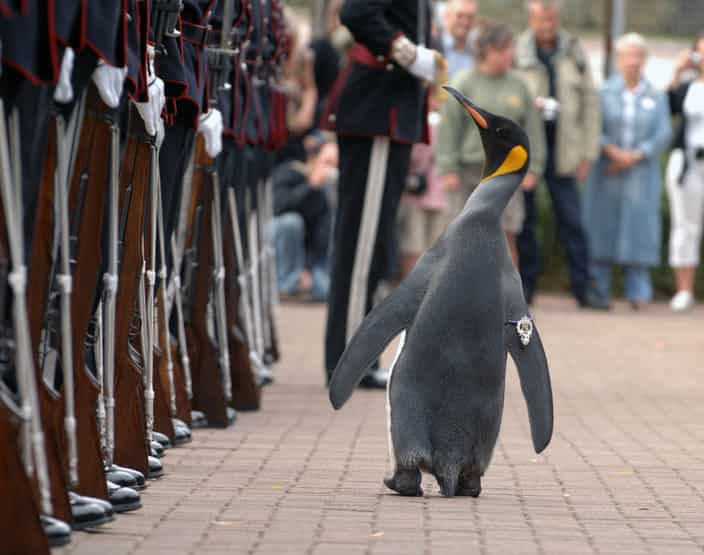 Nils Olav, pinguinul care a primit titlul de cavaler în Garda de Onoare a Norvegiei