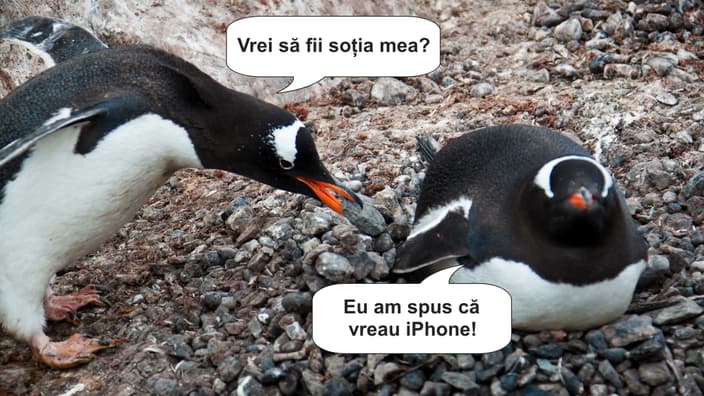 Pinguinul Gentoo își cere în căsătorie partenera